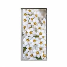 Türtapete 80 cm Weiße Blume Spirea