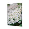 Spannstoff Wanddekoration SET 40 x 40 Weiße Blume Spirea - 1